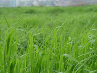 禾本科雜草免費(fèi)高清圖片下載指南——千圖網(wǎng)第7頁精選